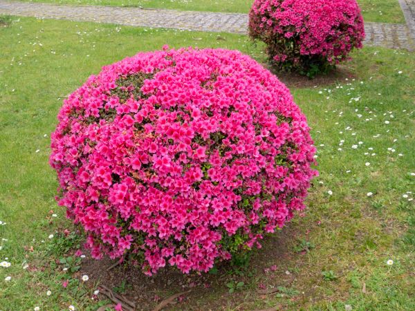 Cost of Rhododendron Pruning in Elk Grove