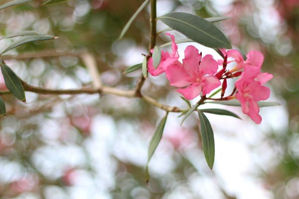 Oleander Removal in Elk Grove