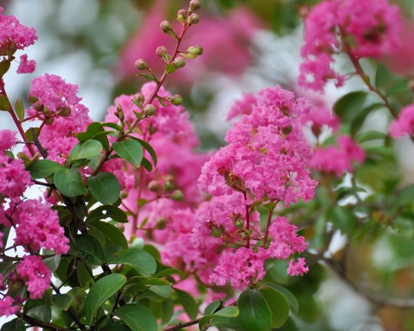 Crepe Myrtle Removal in Elk Grove