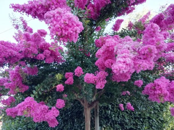 Cost of Crape Myrtle Pruning in Elk Grove