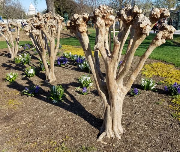 Myrtle Tree Removal in Elk Grove