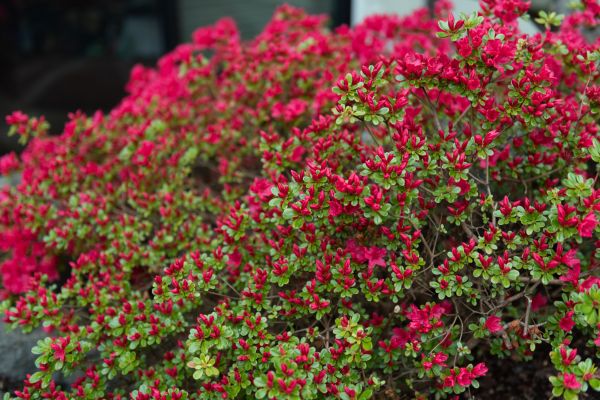 Weigela Removal Service in Elk Grove