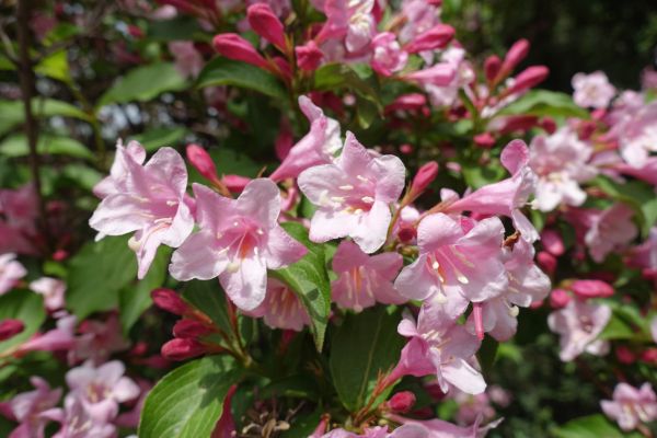 Weigela Pruning Service in Elk Grove