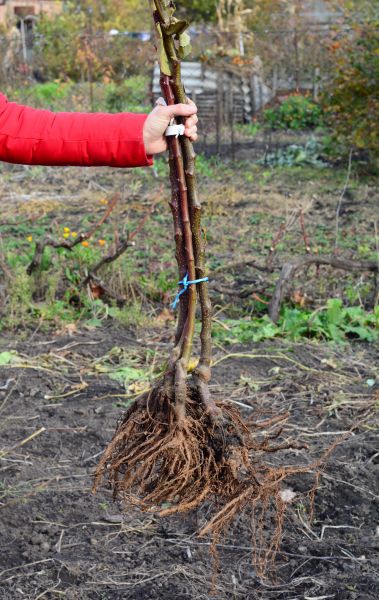 Shrub Root Removal in Elk Grove
