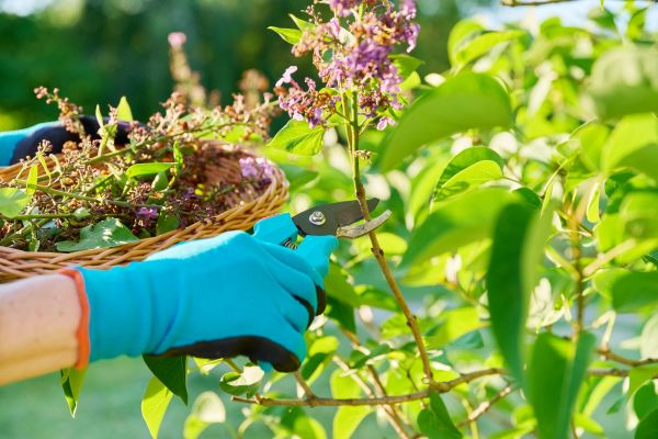 Lilac Trimming Service in Elk Grove