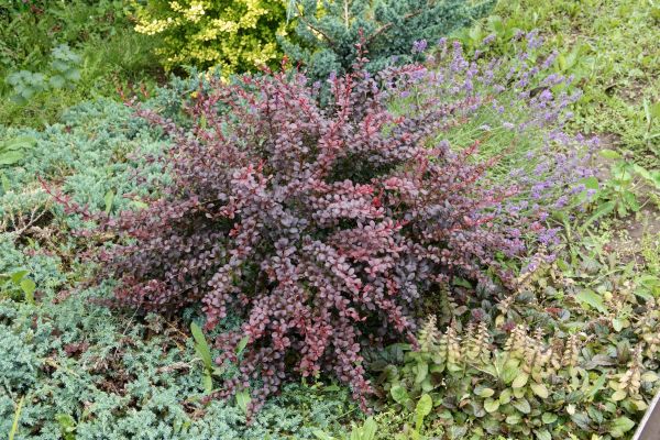 Japanese Barberry Removal in Elk Grove