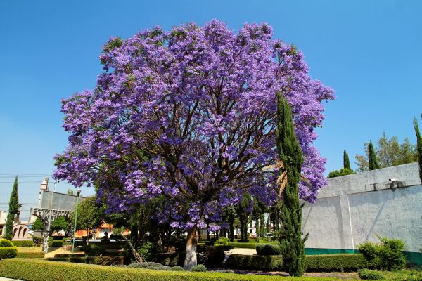 Jacaranda Pruning in Elk Grove
