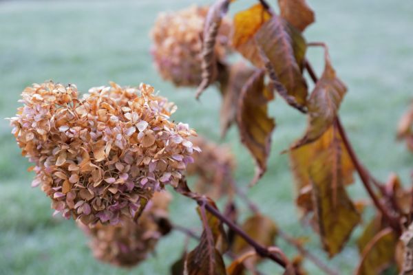 Hydrangea Removal in Elk Grove