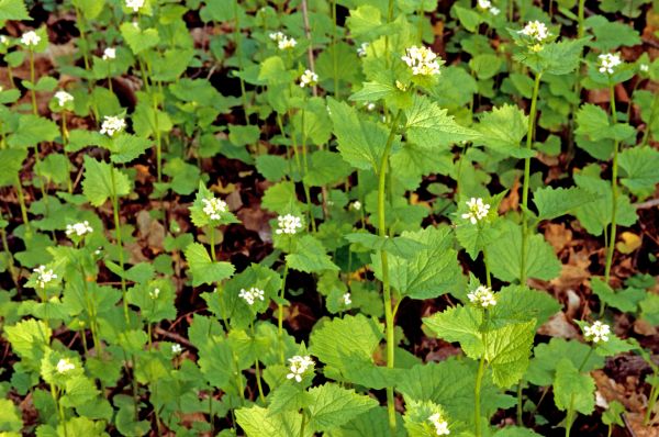 Garlic Mustard Removal in Elk Grove