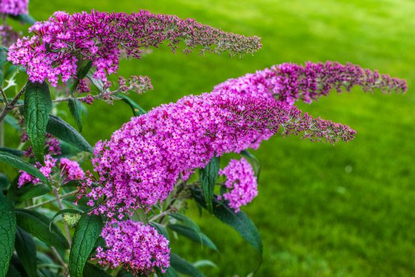Butterfly Bush Removal in Elk Grove