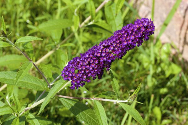 Butterfly Bush Pruning in Elk Grove
