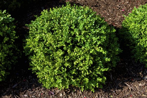 Boxwood Removal in Elk Grove