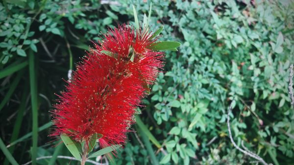 Bottlebrush Pruning in Elk Grove