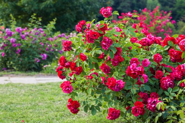 Shrub Trimming in Elk Grove