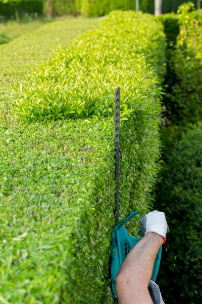 Hedge Trimming in Elk Grove